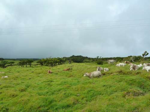 Cattle Cows Landscape Field Rural Grass