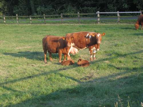 Cattle Cows Calf Calves Livestock Field Grass