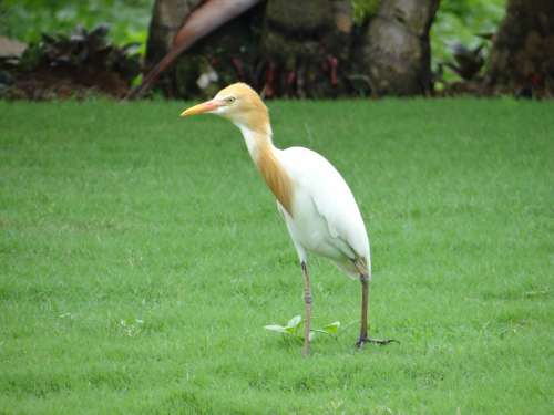 Cattle Egret Bird Egret White Beautiful Karnataka