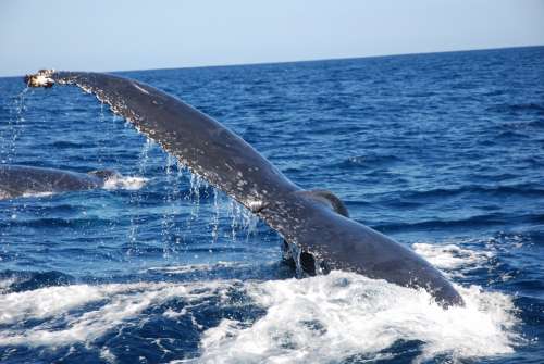Caudal Fin Humpback Whale Wal Fin Mammal
