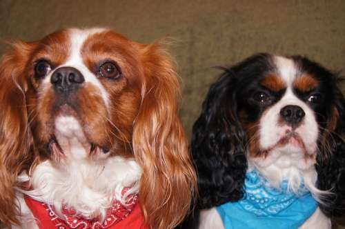 Cavalier King Charles Spaniel Dogs Breed Dogs