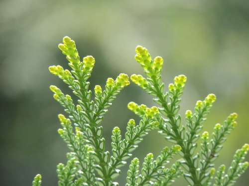 Cedar Leaves Plant Macro Blur