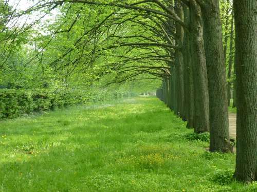 Celle Avenue Trees Spring May Nature Green Tree