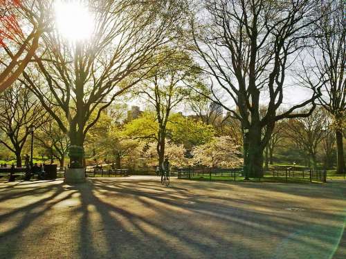 Central Park New York Manhattan Dawn Spring