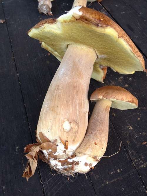 Cep Mushroom Brown Eat Tasty Edible Nature