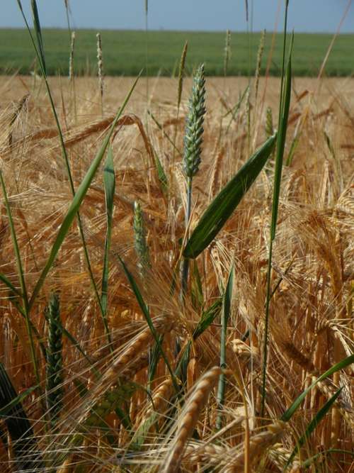 Cereals Plant Grain Agriculture Summer Barley