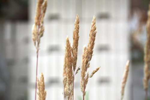 Cereals Macro Close Up Summer Dry
