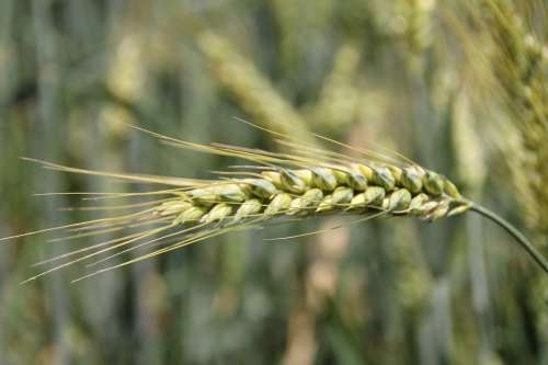Cereals Arable Agriculture Grain Field Cornfield