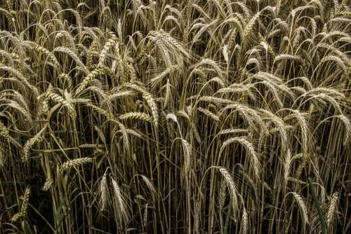 Cereals Rye Rye Field Grain Nature Spike