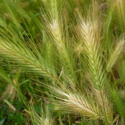 Cereals Spike Field Grain Cornfield Arable Summer