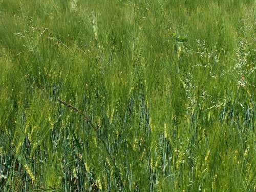 Cereals Spike Wheat Field Field Crops