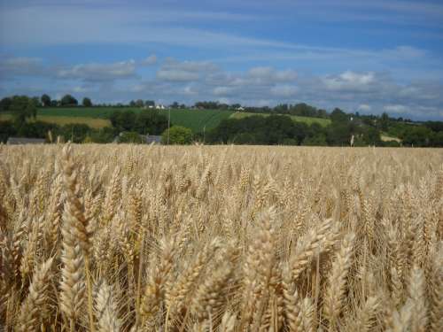 Cereals Agriculture Field Epi Wheat