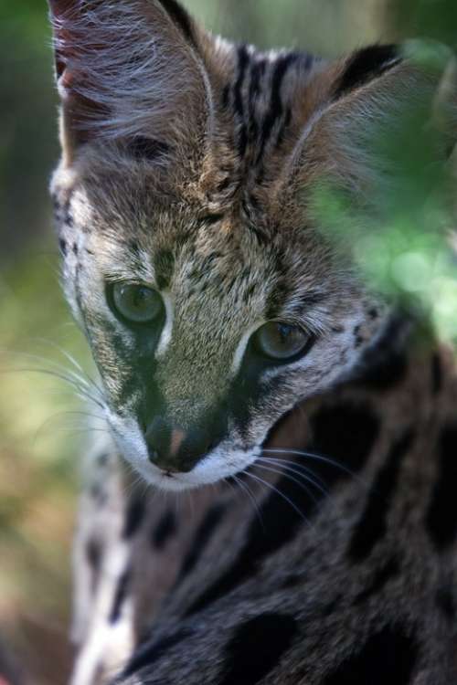 Cerval Animal Wildlife African Carnivore Cat
