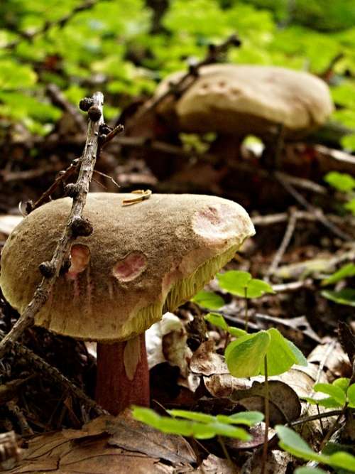 Červenočechratka Rabbit Cabbage Fungus Les Macro