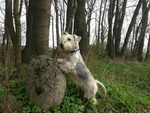 Cesky Terrier Dog Stone Forest Trees