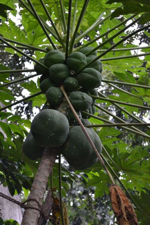 Ceylon Papya Sri Lanka Papaya Fruit Greet Fruit