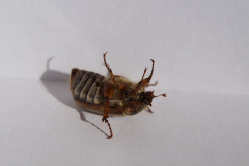 Chafer Beetle Fidget Move Fell Down Insect