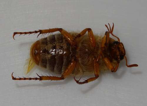 Chafer Beetle Bottom Rhizotrogus Marginipes Aphid