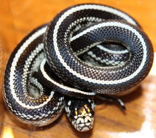 Chain Natter Lampropeltis Getula Natter Snake