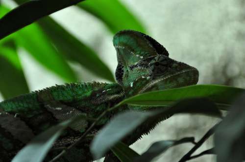 Chameleon Reptile Animal Green Head Eye Close Up