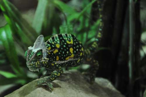 Chameleon Reptile Animal Green Insect Eater Color