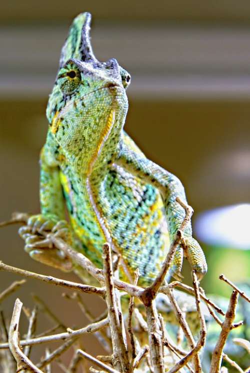 Chameleon Animals Green Insect Eater Reptile