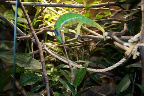 Chameleon Patnherchamaeleon Dragon Animal Green