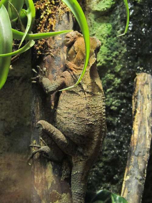 Chameleon Warty Reptile Godzilla Scaly Branch