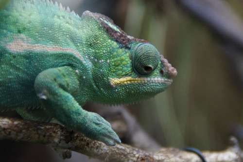 Chameleon Green Reptile Animal Head Chamaeleonidae