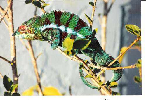 Chameleon Lizard Reptile Animal Colorful Pet