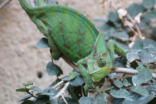 Chameleons Chamaeleonidae Green Reptile