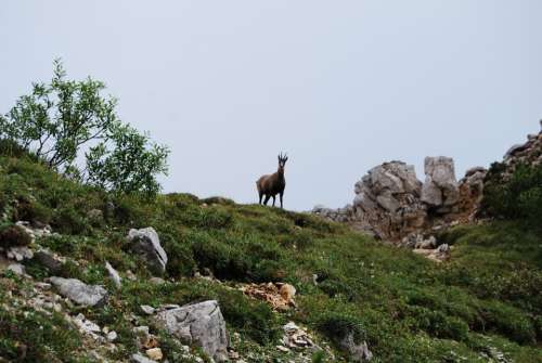Chamois Mountain Animal Wild