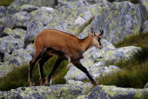 Chamois Tatra Mountains High Tatras Animal