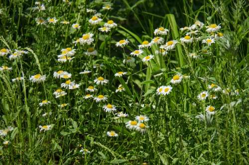 Chamomile Flowers Daisy White Flower White Flowers