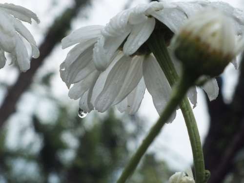 Chamomile White Petal White Flowers Nature