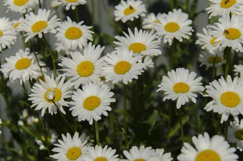 Chamomile Daisy Flowers White Bloom Closeup Day