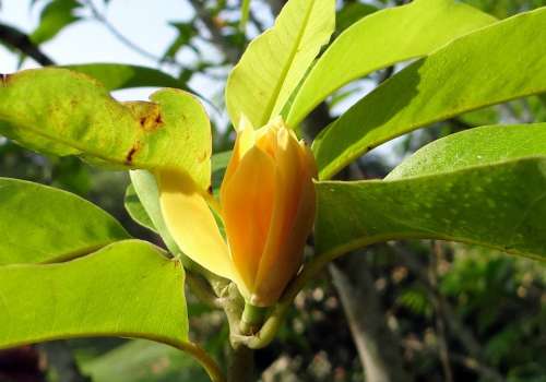 Champa Champak Magnolia Champaca Yellow Jade Orchid