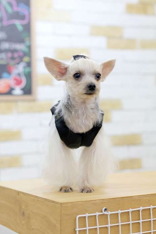 Chan Has Puppy Ilsan Republic Of Korea No Dogs Dog
