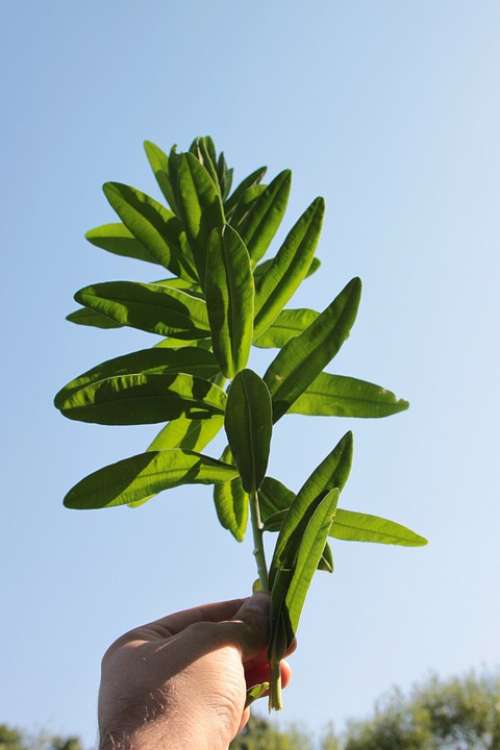 Characias Environment Euphorbia Herbs Natural