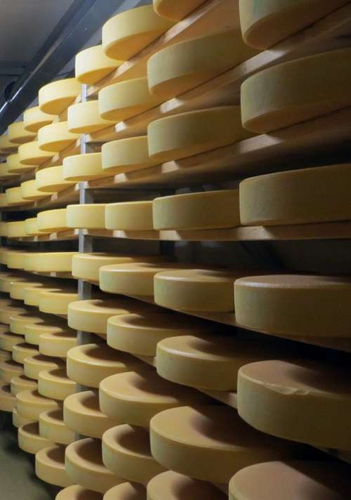 Cheese Cheese Dairy Body Milk Shelf Storage Stock