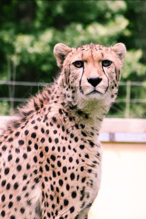 Cheetah Zoo Animals Predator Stains Animal Cat