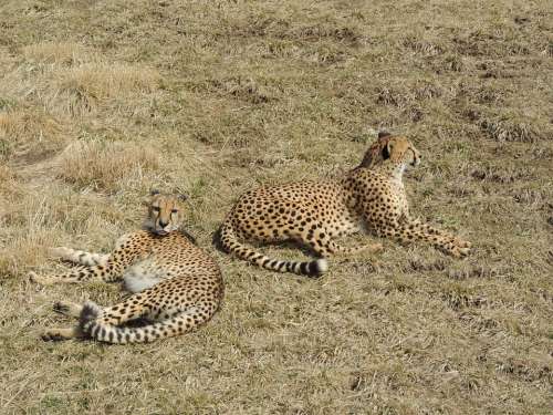 Cheetah Animals Safari Outdoors Wild Wildlife