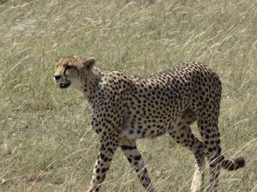 Cheetah Hunting Female
