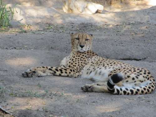 Cheetah Big Cat Cat Acinonyx Jubatus Mammal Zoo