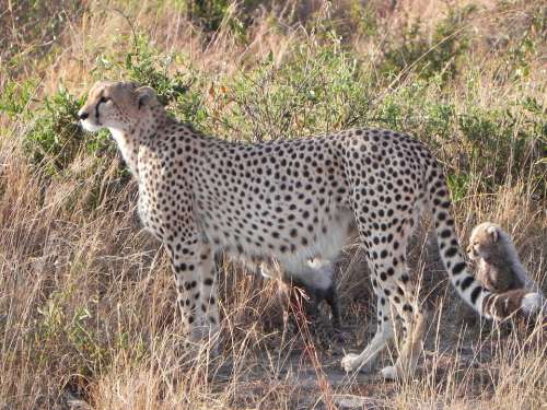 Cheetah Animals Kenya