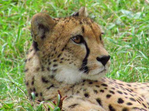 Cheetah Cat Beast Zoo Animal Mammal