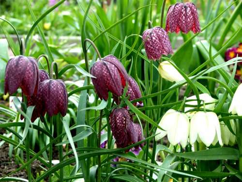 Chequered Flowers White Purple Violet Fritillaria