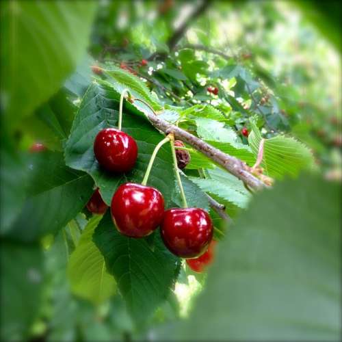 Cherries Red Cherry Nature Summer Fruits Fruit