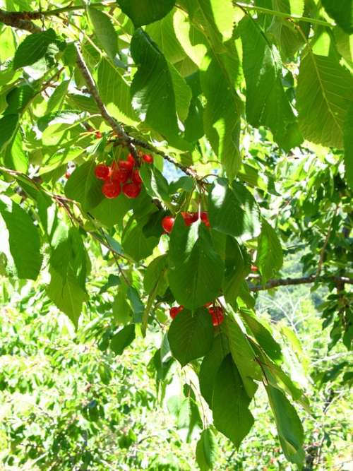 Cherries Tree Sicily Leaves Green Plant Nature