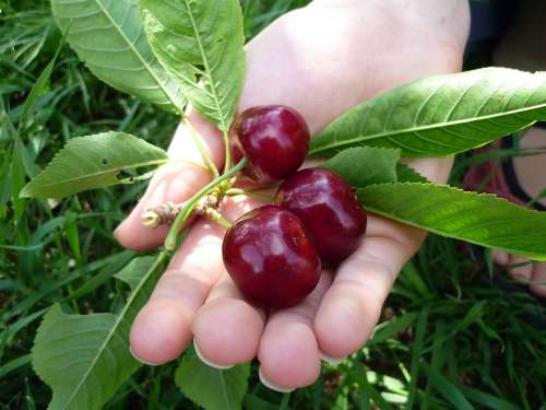 Cherries Hand Fruit Leaf Delicious Sweet Food